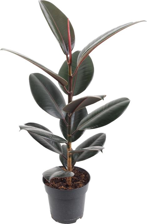 Actual product image Migros Ostschweiz Ficus elastica (67 cm, Animal friendly)