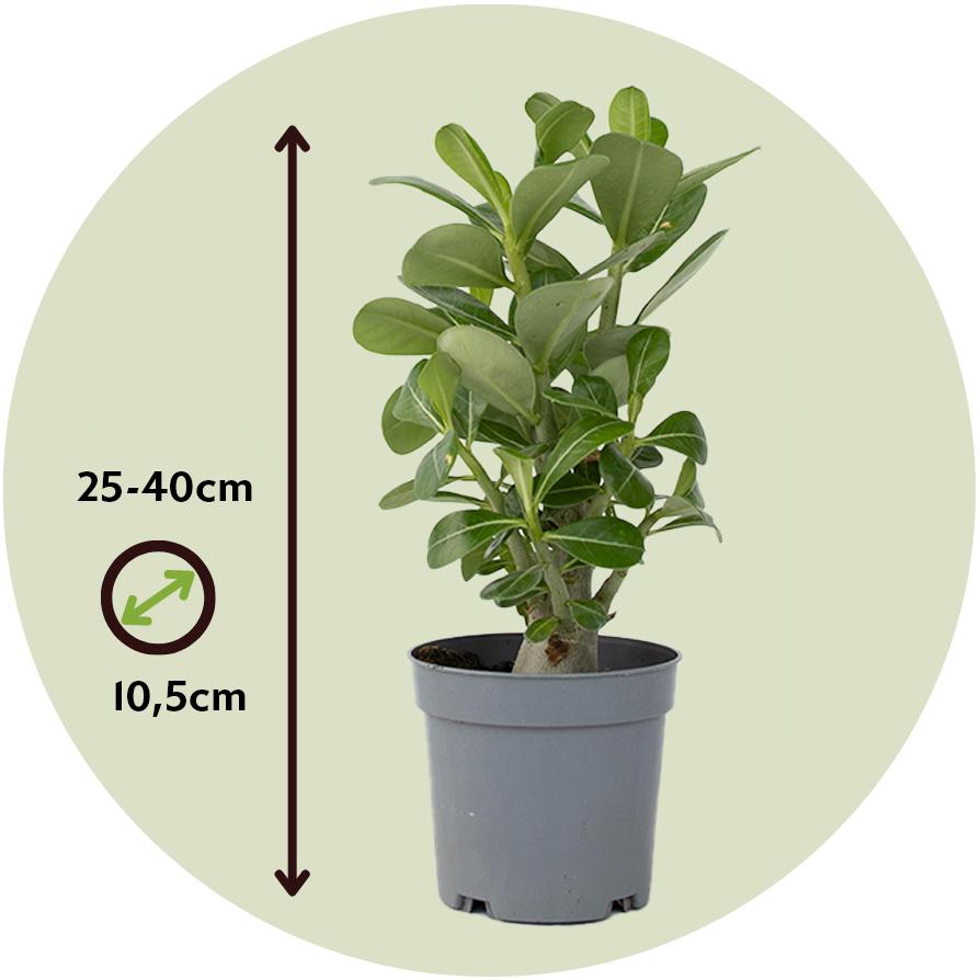Thumbnail - Plant in a Box, Pflanzen, Adenium Obesum - Wüstenrose (25 cm)