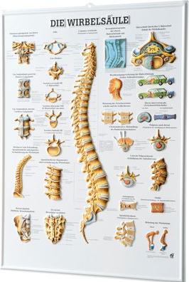 Immagine prodotto Ruediger RÜDIGER 3D Relief Poster Spina dorsale 74 x 54 de (54 x 74 cm)