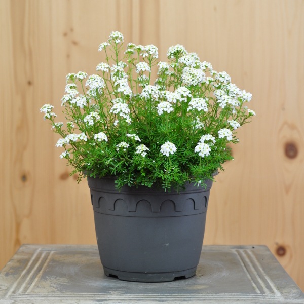 Actual product image Säntispracht Set of 3, The cushion-forming alpine daisy - Pritzelago alpina Crystal Carpet (12 cm)