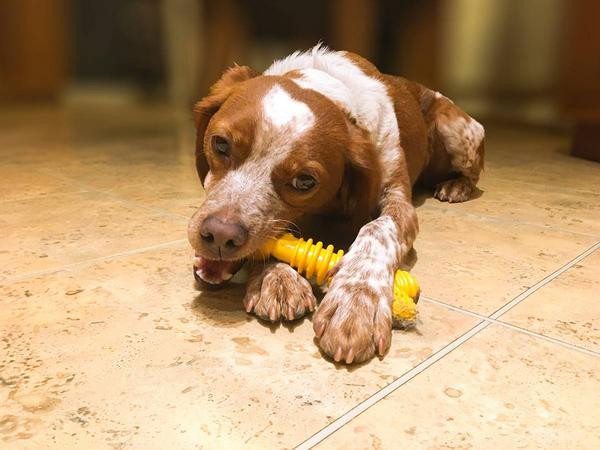 Immagine prodotto Nylabone Struttura estrema Bone S (Gioco da masticare per cani)