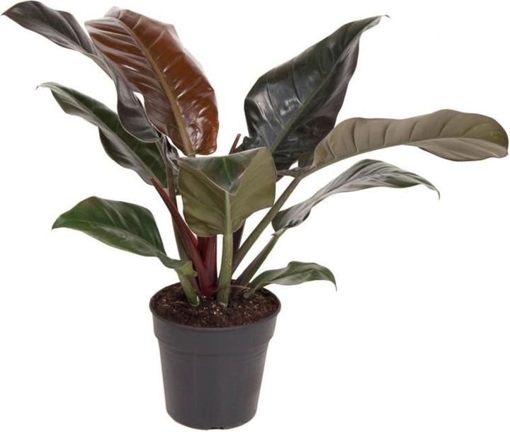 Produktbild Plant in a Box Philodendron 'imperial red' - Baumfreund (50 cm)