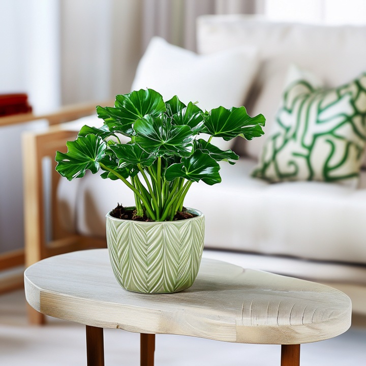 Produktbild Plant in a Box Philodendron bipinnatifidum 'Atom' - 2er Set Fiederspaltiger Baumfreund (30 cm)