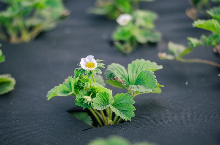 Produktbild Aquagart 45m² Unkrautvlies Gartenvlies Mulchvlies Bodengewebe 150g 1m breit PES