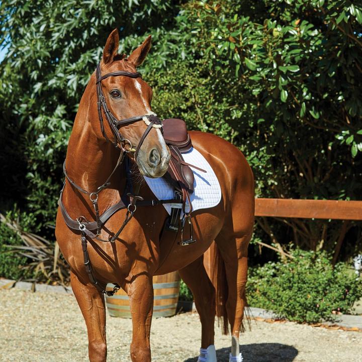 Produktbild Collegiate Zaumzeug Comfitec Grackle Leder