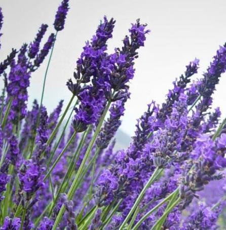 Actual product image Magic Bath Bath salt COMFORT (Bath salts)