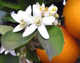 Actual product image Magic Bath Soap Block Energy