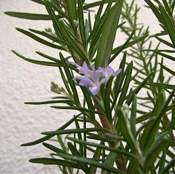 Actual product image Magic Bath Soap Block Energy