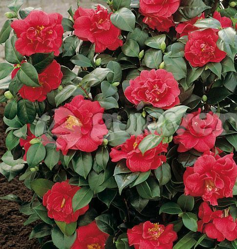 Actual product image Magic Bath Soap Block Passion