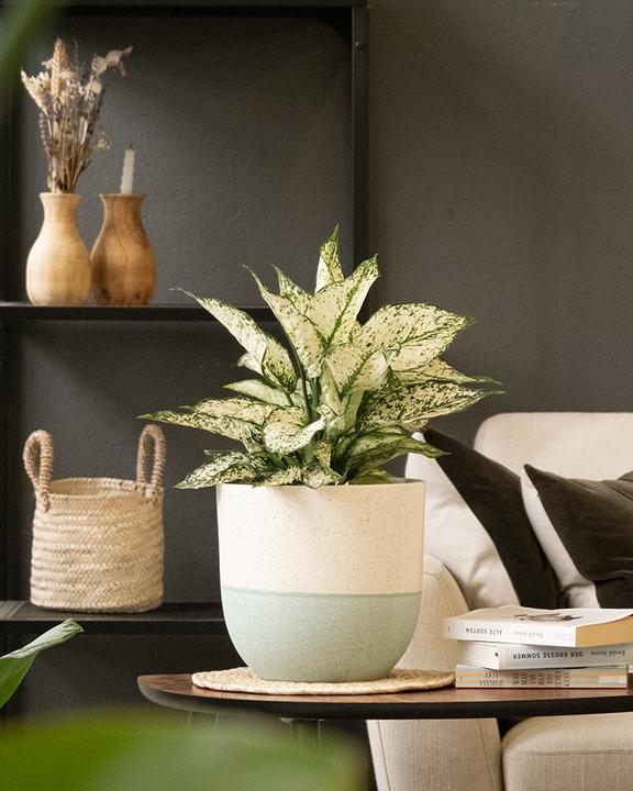 Produktbild feey Variado (22.20 cm)