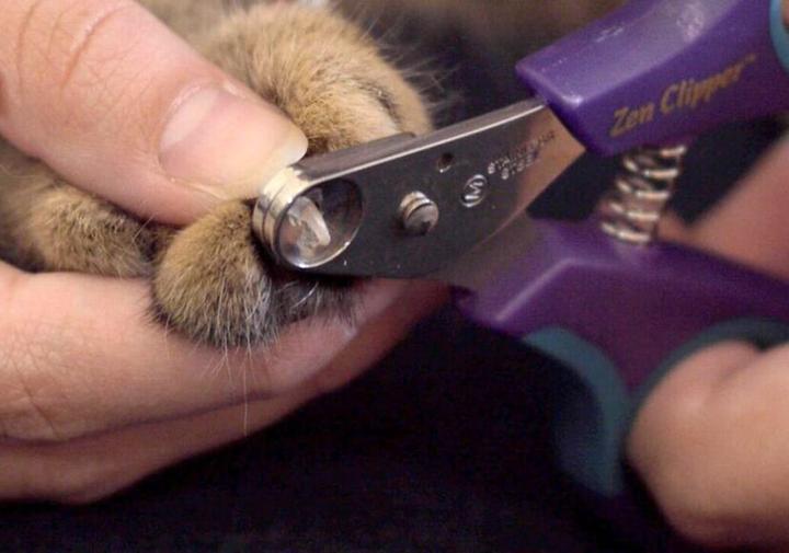 Produktbild Zen Clipper Sichere Krallenschere (Katze, Hund)