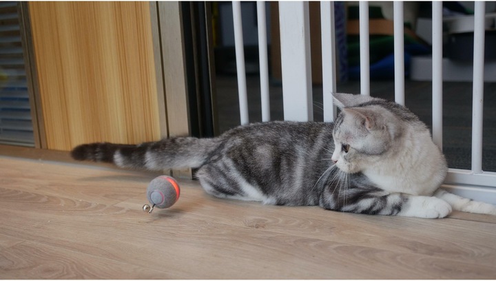 Actual product image Cheerble M1 Interactive Cat Ball (Grey) (Cat ball toy)
