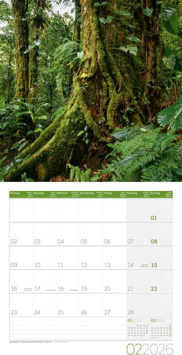 Image du produit Bäume Kalender 2026 - 30x30 (30 x 30 cm, Couverture rigide, Français, Anglais, Allemand, Italien)