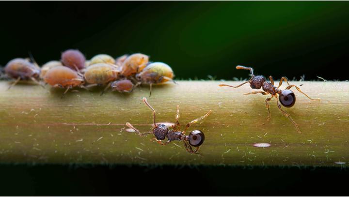 Image du produit Venus Optic 90mm f/2.8 2x Ultra Macro APO Nikon Z (Nikon Z, Plein format)