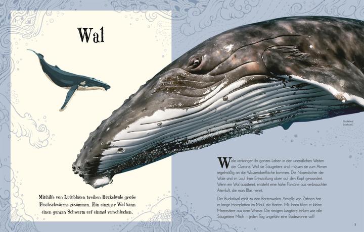 Produktbild Wundervolle Welt der Tiere (Deutsch, Ben Hoare, 2019)