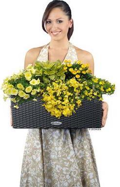 Actual product image Lechuza Balconera Cottage (19 cm)