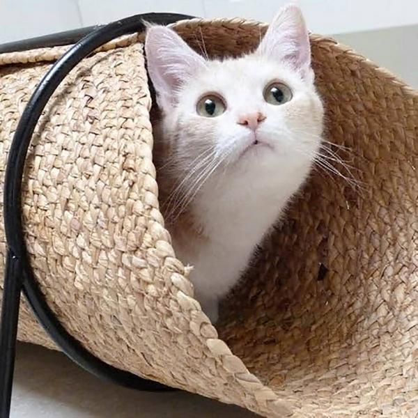 Immagine prodotto D&D Tunnel di gioco REINA, 80 x 36 x 25 cm (Beige)