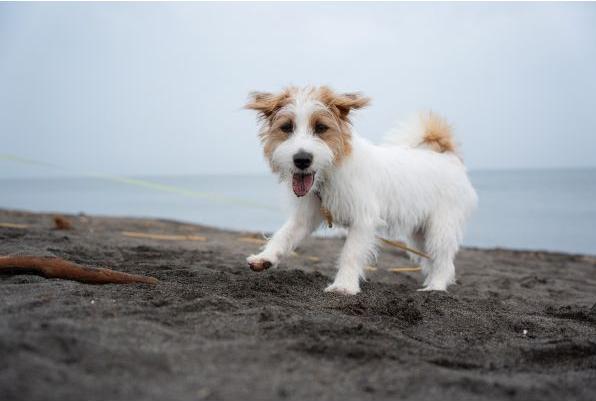 Produktbild Tamron 25-200mm F/2.8-5.6 Di III VXD G2 Sony (Sony E, APS-C / DX, Vollformat)