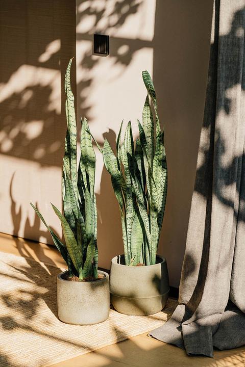 Produktbild Herstera Goral