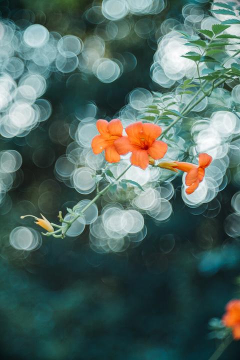 Produktbild TTArtisan M 100mm f/2.8 (Leica M, Vollformat)