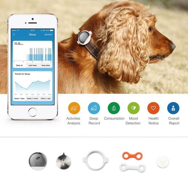 Produktbild Petkit P2 (Katze, Hund, Spazieren)
