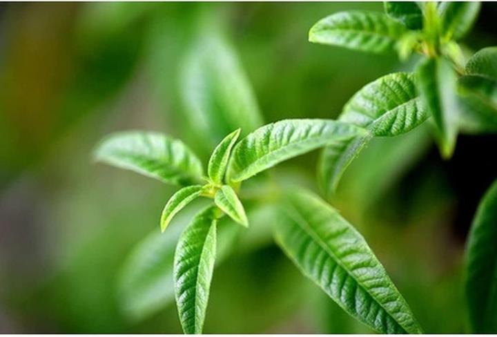 Produktbild L'Occitane Verbena (Eau de Parfum, 100 ml)