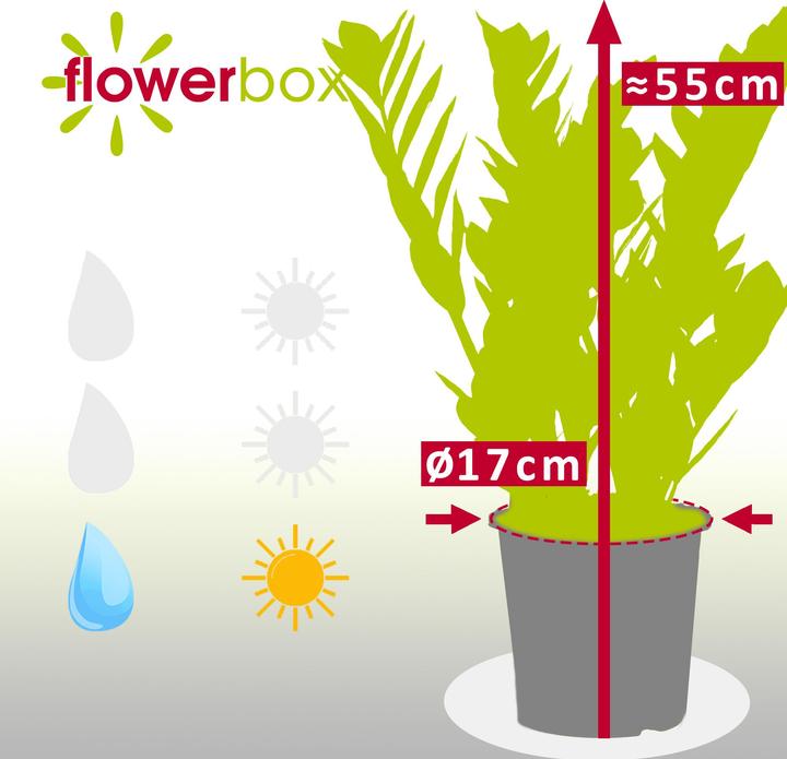 Produktbild Flowerbox Glücksfeder - Zamioculcas zamiifolia (55 cm)