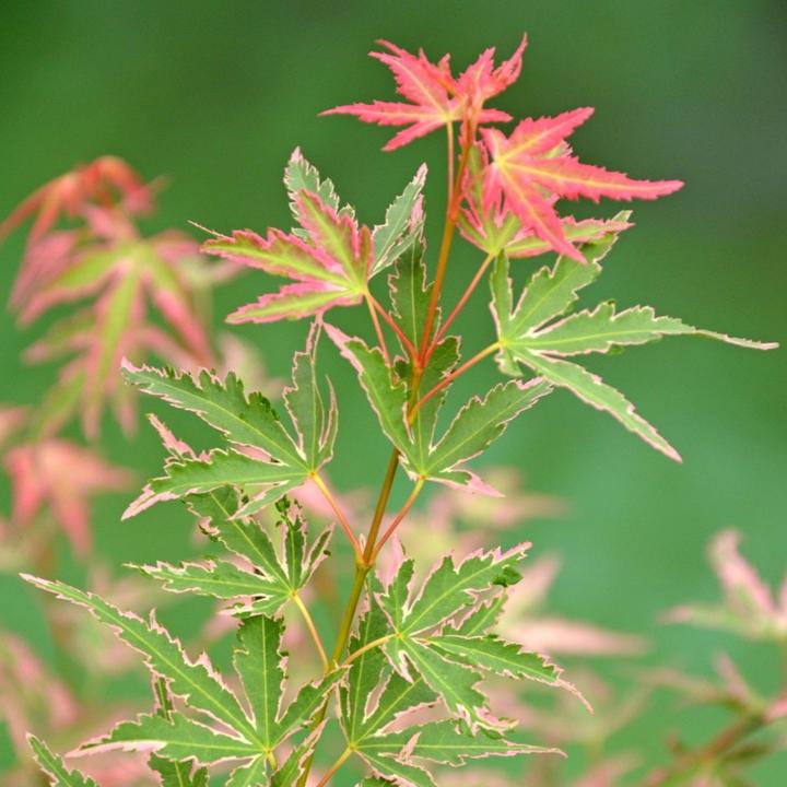Immagine prodotto Plant in a Box Acer Palmatum 'Taylor' - 2er Set Ahornbäume (50 cm)