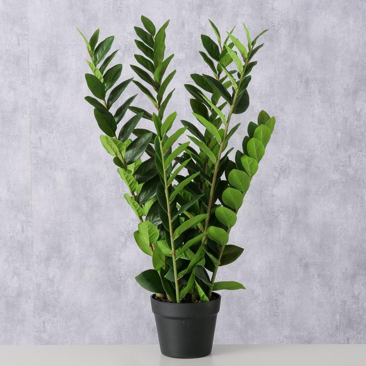 Actual product image Boltze Home Zamioculcas (76 cm)