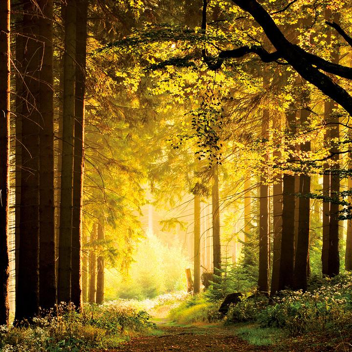 Produktbild Deep Forest 2024