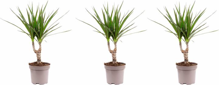 Produktbild Flowerbox 3er-Set Drachenbaum - Dracaena Marginata (35 cm)
