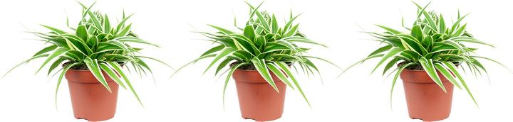 Produktbild Flowerbox 3er-Set Grünlilie - Chlorophytum Comosum "Ocean" (20 cm)