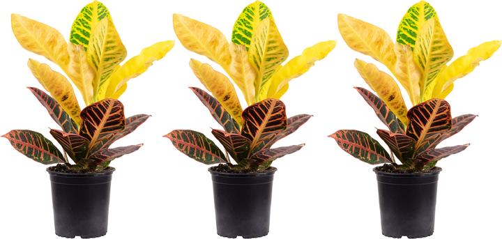 Actual product image Flowerbox 3-Set Wunderstrauch - Codiaeum Petra (40 cm)