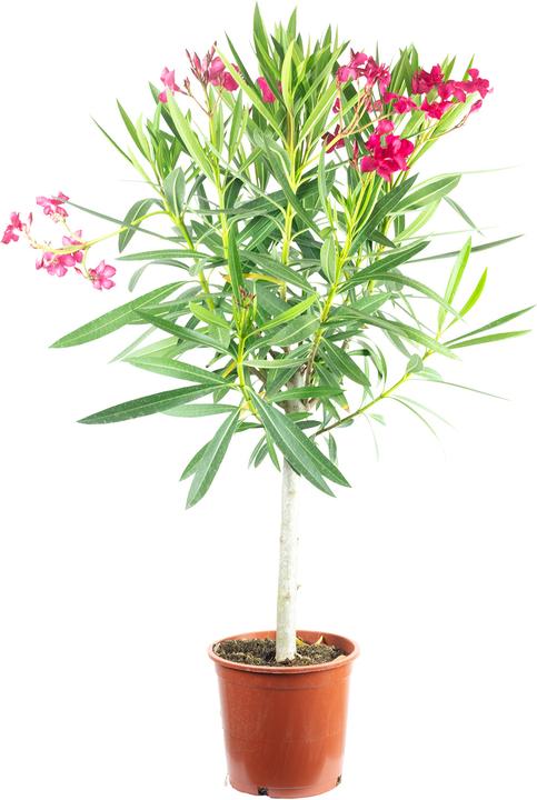Produktbild Flowerbox Oleander Stamm - Nerium Oleander (90 cm)