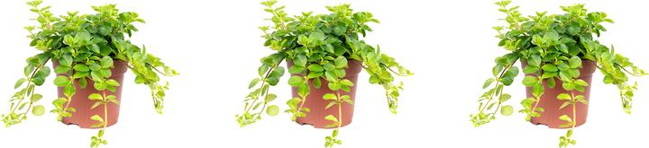 Actual product image Flowerbox Set of 3 dwarf pepper - Peperomia rotundifolia Smit Rondo Venetiano (15 cm)