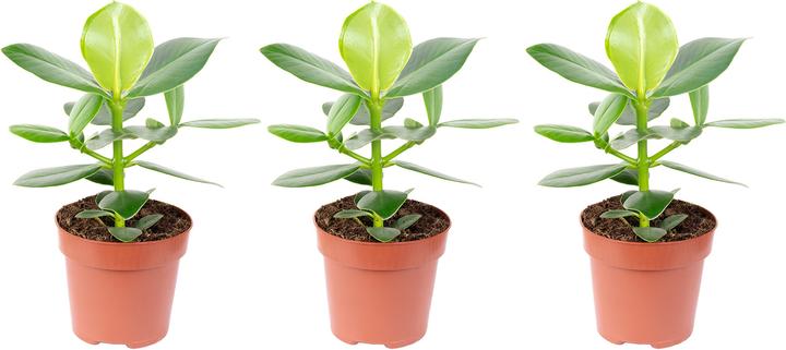 Produktbild Flowerbox 3er-Set Balsamapfel - Clusia rosea (35 cm)