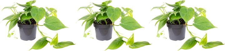 Image du produit Flowerbox Set de 3 amis des arbres - Philodendron scandens (20 cm)