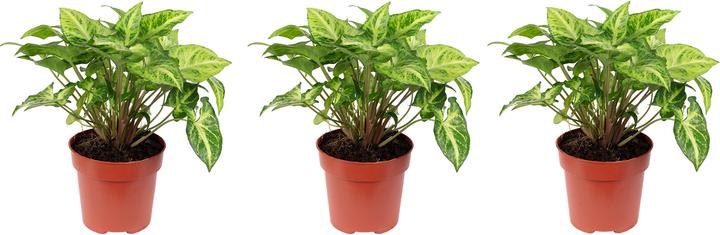 Image du produit Flowerbox Set de 3 fleurs pourpres - Syngonium Arrow (25 cm)