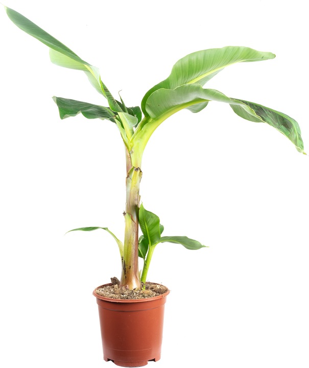 Actual product image Flowerbox Dwarf banana - height 150 cm, pot Ø 27 cm - Musa 'Dwarf Cavendish' (95 cm)