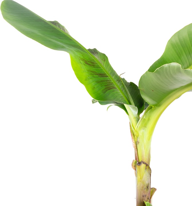 Actual product image Flowerbox Dwarf banana - height 150 cm, pot Ø 27 cm - Musa 'Dwarf Cavendish' (95 cm)