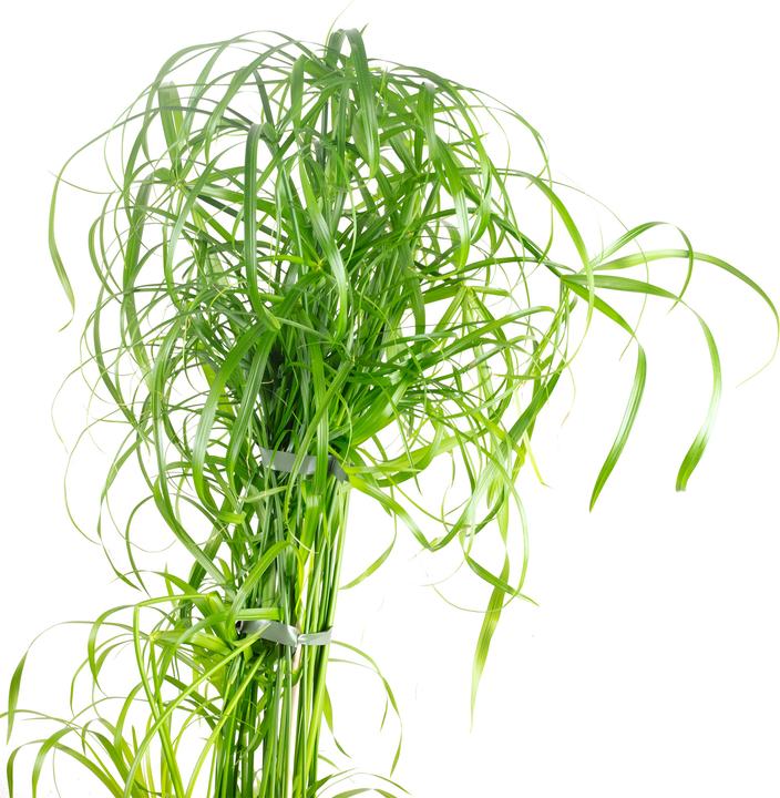 Produktbild Flowerbox Zyperngras - Cyperus alternifolius (60 cm)