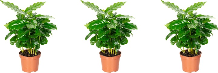 Produktbild Flowerbox 3er-Set Kaffeepflanze - Coffea Arabica (20 cm)