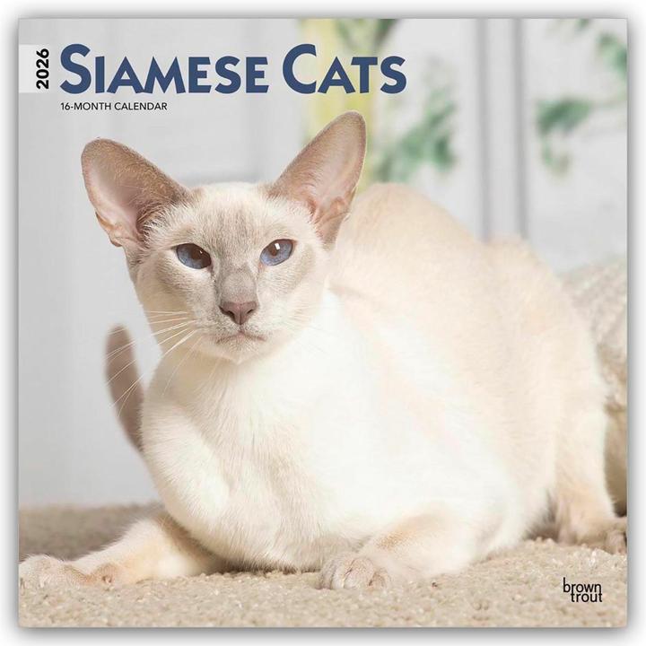 Produktbild Siamese Cats - Siamesische Katzen - Siamkatzen 2026 - 16-Monatskalender