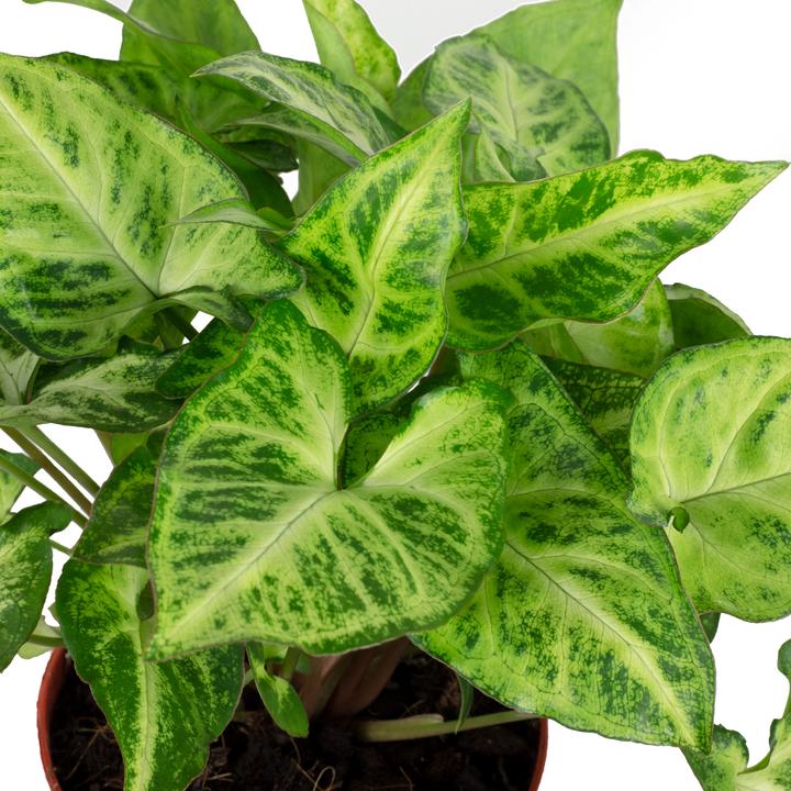 Image du produit Flowerbox Ttube pourpre - Syngonium Arrow (25 cm)