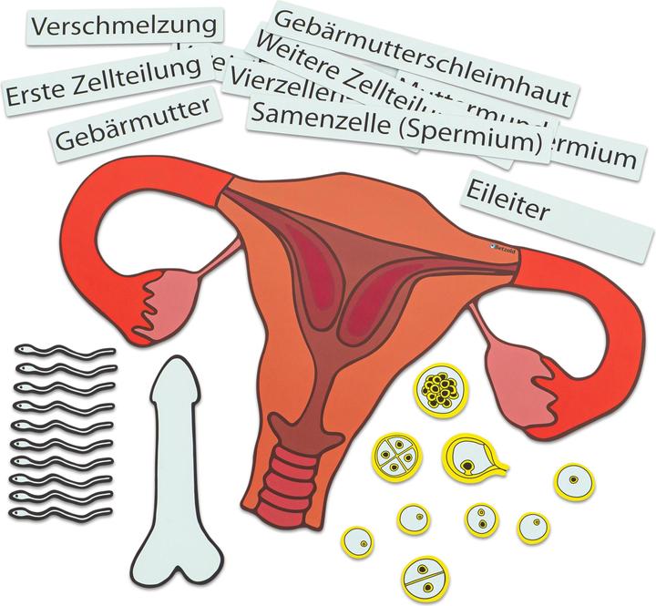 Produktbild Betzold Ein Kind entsteht