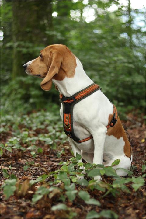 Produktbild Niggeloh Hundeführgeschirr Follow (S, Hund, Hundesport)