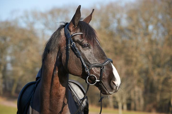 Immagine prodotto Horse Guard Briglia anatomica di livello senza redini