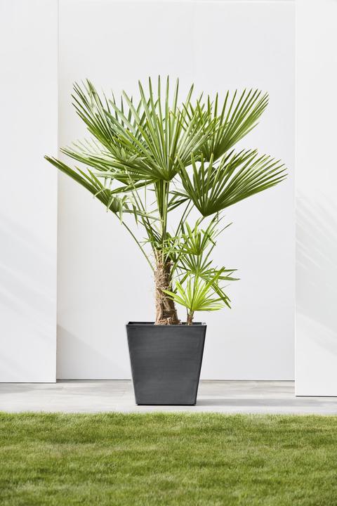 Immagine prodotto Ecopots Ruote di Rotterdam (50 x 50 x 48 cm)