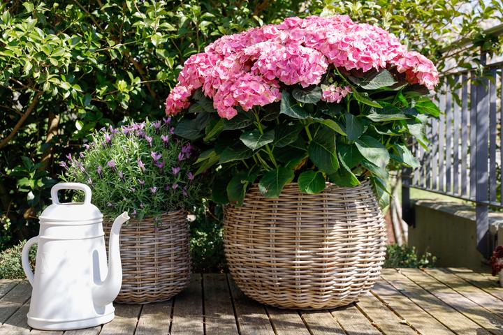 Image du produit Jaco Drypot (52 cm)