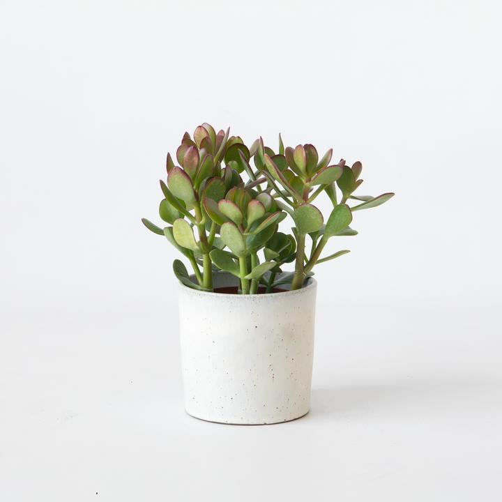 Image du produit Plant in a Box Crassula ovata 'Minor' - Glücksbäumchen (15 cm)